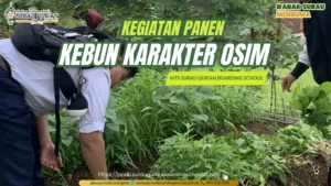 Para santri dan pengurus OSIM MTs Surau Qur'an memanen sayuran dalam kegiatan Kebun Karakter