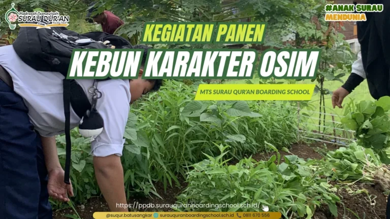 Para santri dan pengurus OSIM MTs Surau Qur'an memanen sayuran dalam kegiatan Kebun Karakter